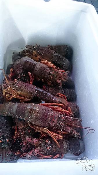 060菜園碼頭 060菜園碼頭