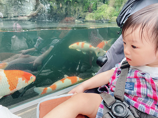 【親子旅遊】新北三峽大板根：一泊二食泡湯慢活行程！附近景點？