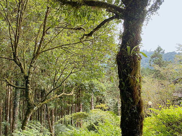 【親子旅遊】宜蘭明池山莊一泊一食：此生必去仙境夢幻湖（含小木