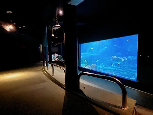 【團購】花蓮遠雄海洋公園水族館夜宿：親親夜未眠兩天一夜行程大