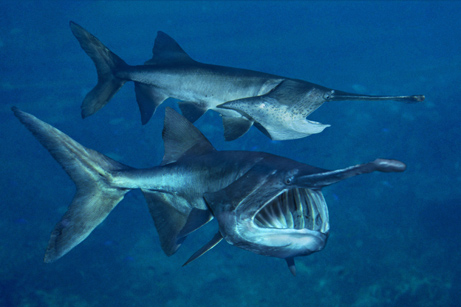 海灘巨型怪獸魚 :　墨西哥海灘驚現巨型「怪獸魚」　馬臉、帶狀身軀嚇壞眾人