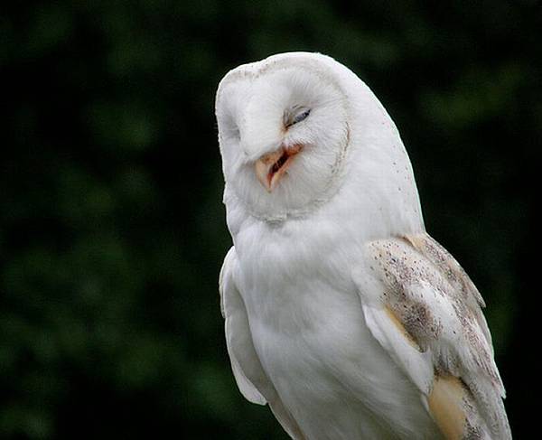 laughing_owls_17