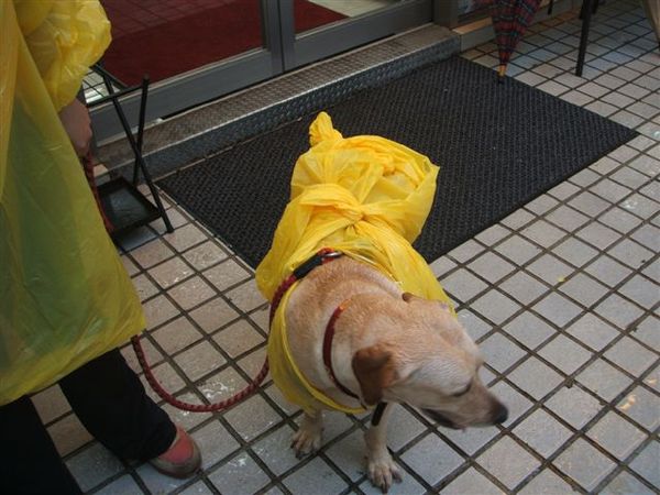 雨衣狗