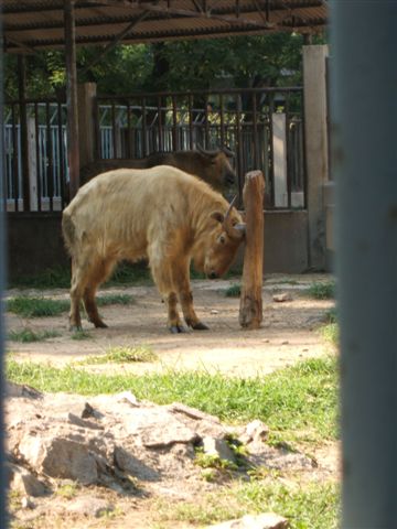 黃金羚牛#03