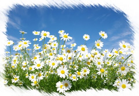 580916_370852632981313_1044110727_n