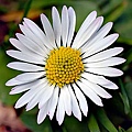 250px-Bellis_perennis_white_(aka)