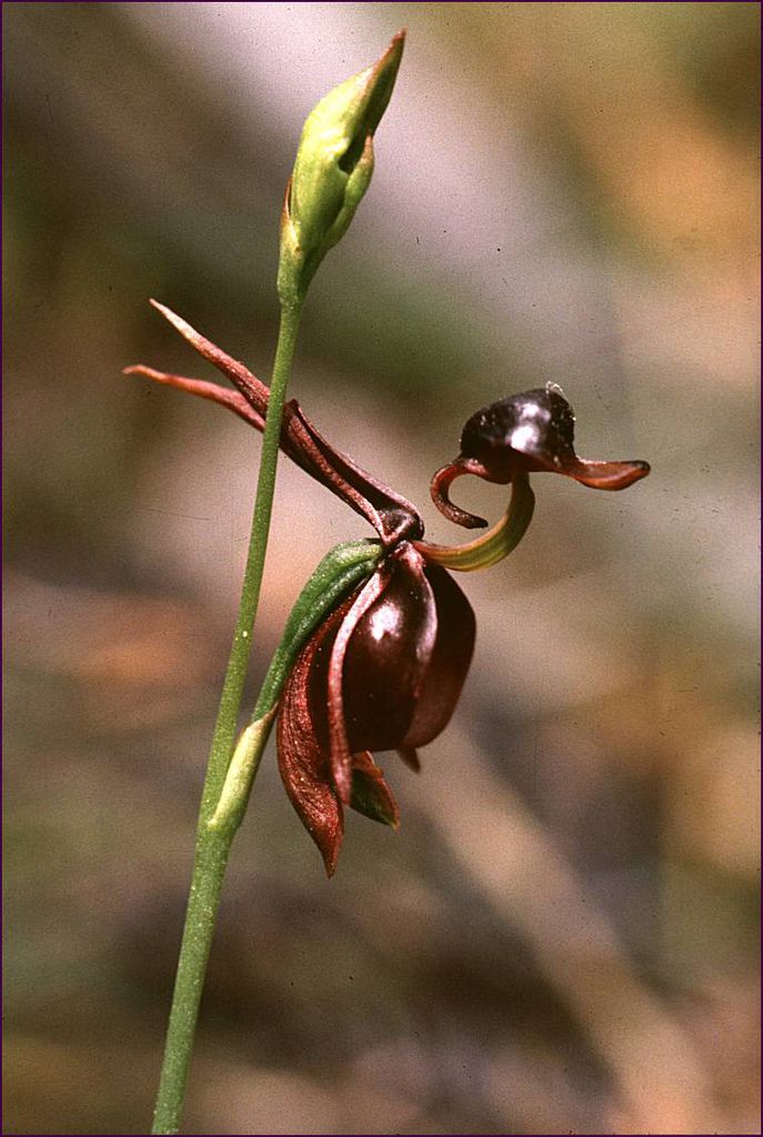Caleana_major01 Caleana_major01
