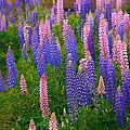 lupin07_conew1