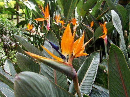 南洋風格花園 瀧禾園藝景觀設計 植栽銷售 園藝資材 歡迎蒞臨本公司官網http Www Lungho Tw 痞客邦
