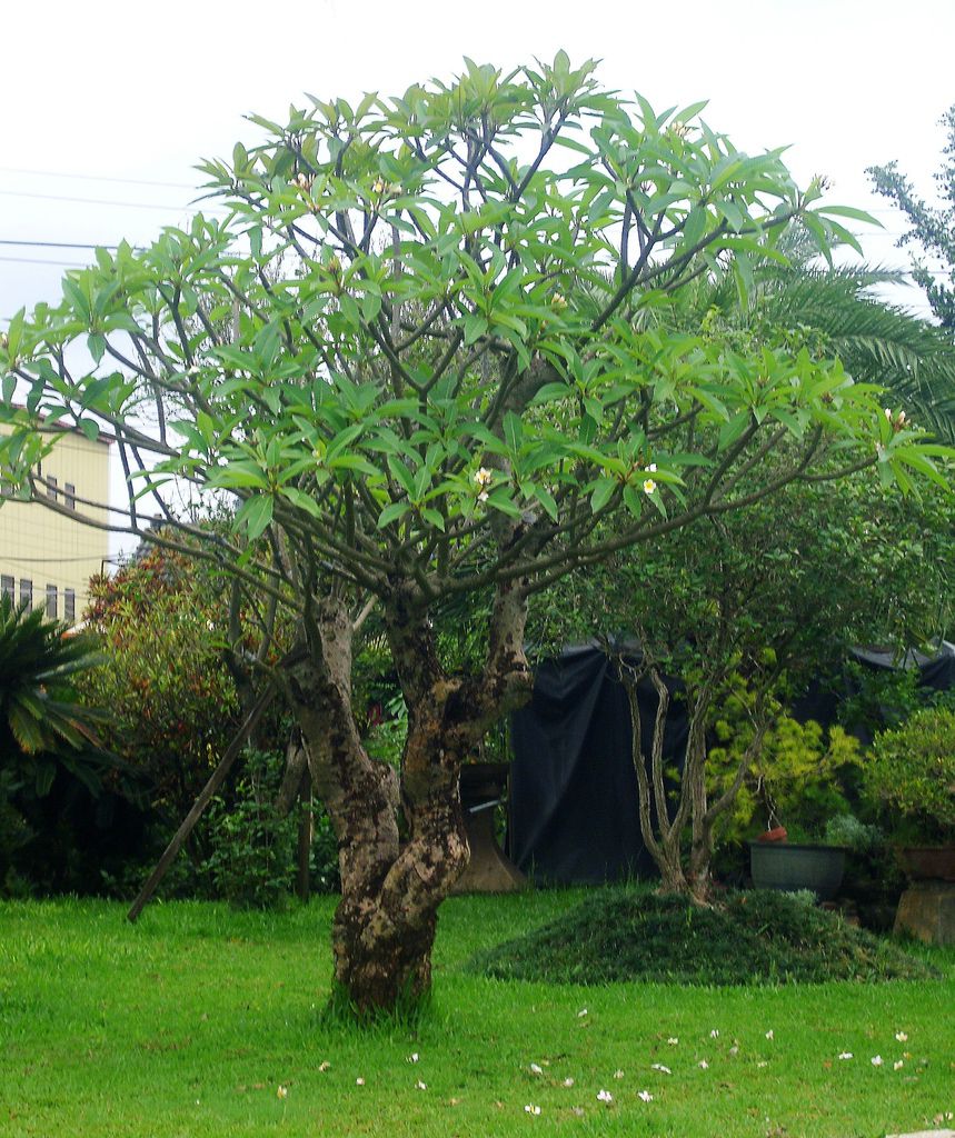 南洋風格花園 瀧禾園藝景觀設計 植栽銷售 園藝資材 歡迎蒞臨本公司官網http Www Lungho Tw 痞客邦