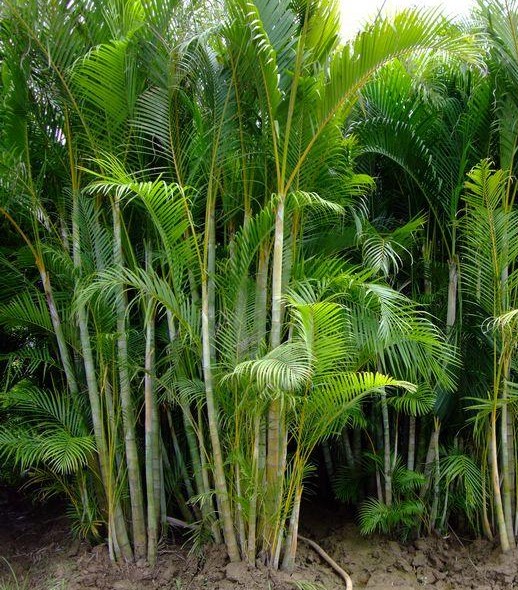 南洋風格花園 瀧禾園藝景觀設計 植栽銷售 園藝資材 歡迎蒞臨本公司官網http Www Lungho Tw 痞客邦 南洋風格花園 瀧禾園藝景觀設計 植栽銷售 園藝資材 歡迎蒞臨本公司官網http Www Lungho Tw 痞客邦