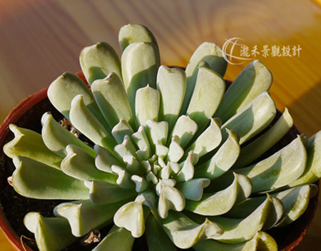 特葉玉蝶02 特葉玉蝶02