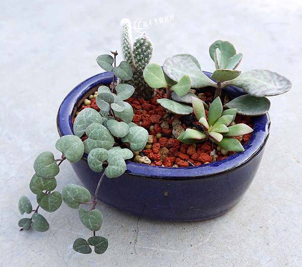 黃烏帽子因為天天日曬長得比前面更高