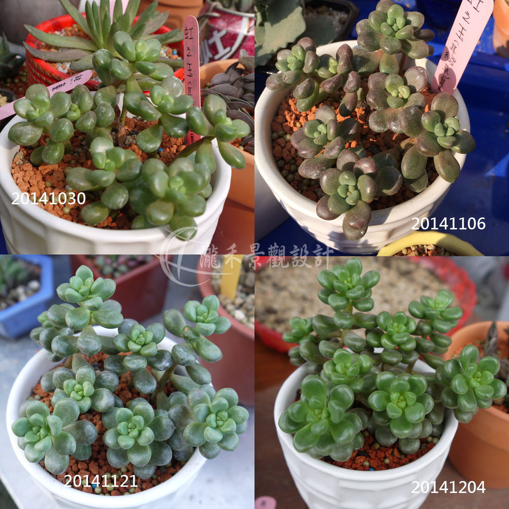 圓葉耳綴草 圓葉耳綴草