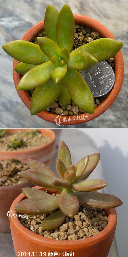 加洲陽光 銘月 加洲陽光 銘月