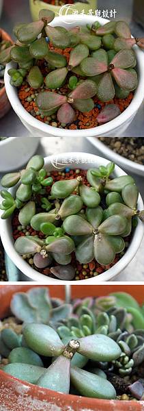 圓葉耳綴草出芽