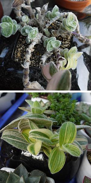 這季節是雪錦冒新芽的好時機