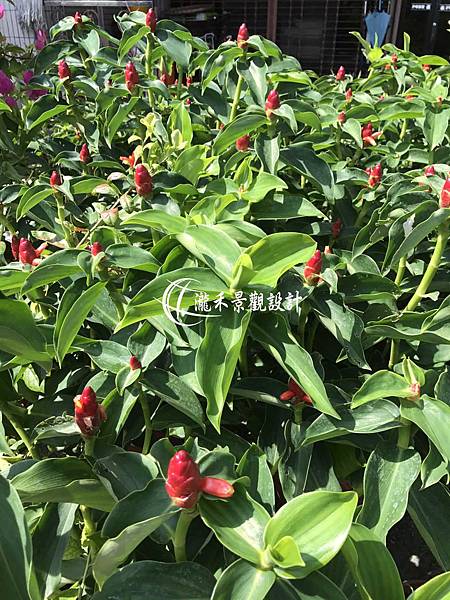 紅閉鞘薑2.jpg 紅閉鞘薑2.jpg