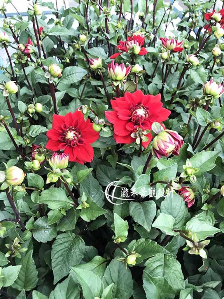秋冬開花植物 紅色粉色 瀧禾園藝景觀設計 植栽銷售 園藝資材 歡迎蒞臨本公司官網http Www Lungho Tw 痞客邦 秋冬開花植物 紅色粉色 瀧禾園藝景觀設計 植栽銷售 園藝資材 歡迎蒞臨本公司官網http Www Lungho Tw 痞客邦