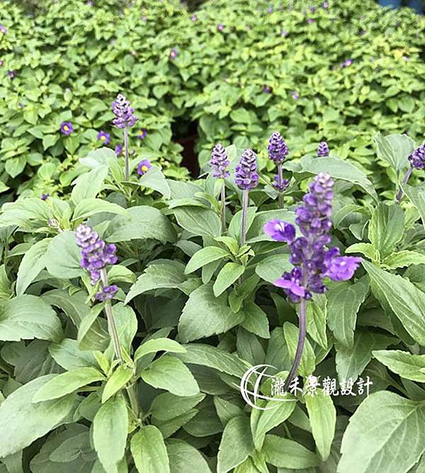秋冬開花植物 紫色草花也有偽雙胞 瀧禾園藝景觀設計 植栽銷售 園藝資材 歡迎蒞臨本公司官網http Www Lungho Tw 痞客邦 秋冬開花植物 紫色草花也有偽雙胞 瀧禾園藝景觀設計 植栽銷售 園藝資材 歡迎蒞臨本公司官網http Www Lungho Tw 痞客邦