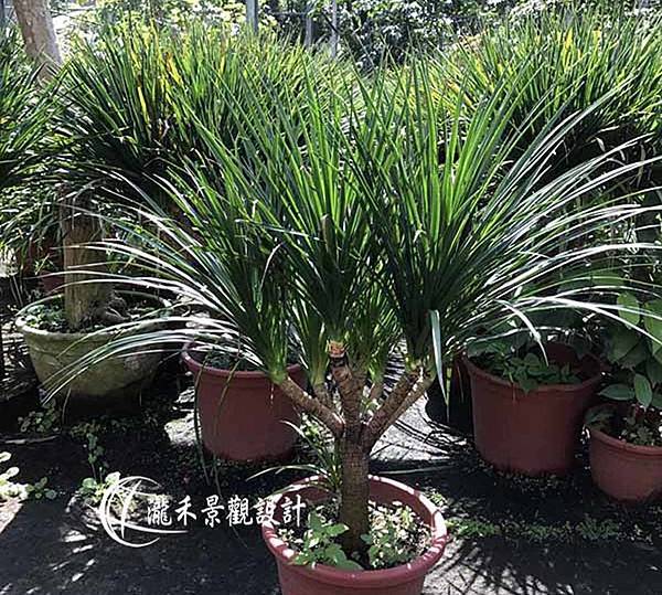 lungho-Dracaena-0823-02.jpg lungho-Dracaena-0823-02.jpg