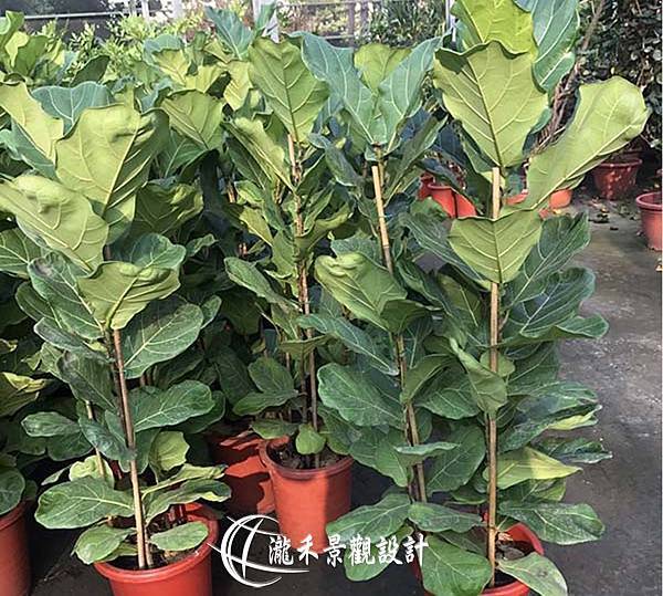 lungho-Ficus lyrata-0823-01.jpg lungho-Ficus lyrata-0823-01.jpg
