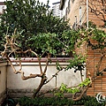 1071120-lunhgo-Garden maintenance-002.jpg