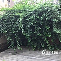 1071120-lunhgo-Garden maintenance-001.jpg