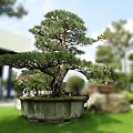 Japanese Black Pine0605-05.jpg