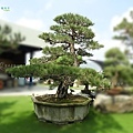 Japanese Black Pine0605-02.jpg