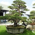 Japanese Black Pine0605-1.jpg