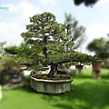 Japanese Black Pine0605-03.jpg