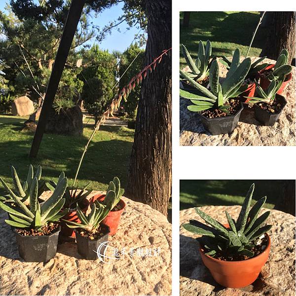 lungho-Succulent-112203.jpg lungho-Succulent-112203.jpg