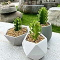 Potted plant-0719-05.jpg