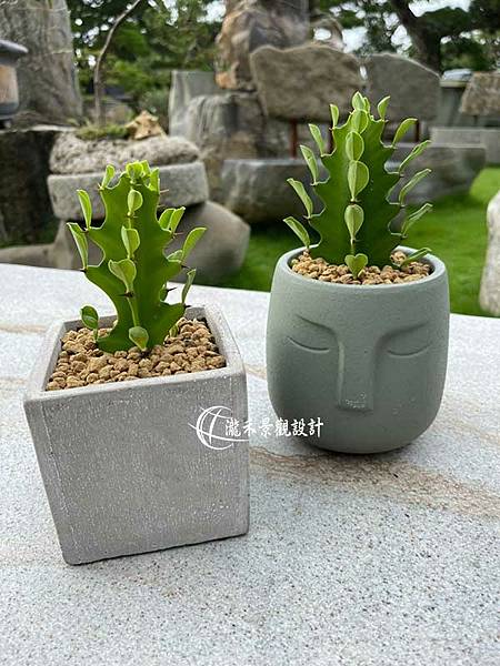 Potted plant-0719-03.jpg