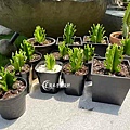 Euphorbia trigona--05.jpg