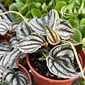 Peperomia buntingii-1100724-03.jpg