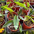 1100722alocasia scalprum-02.jpg