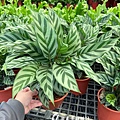 1100722Maranta arundinacea 02.jpg