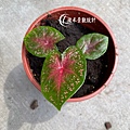 1100722Caladium praetermissum-05.jpg