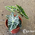 1100722Alocasia × amazonica-02.jpg