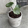 1100806-Peperomia sandersii-03.jpg