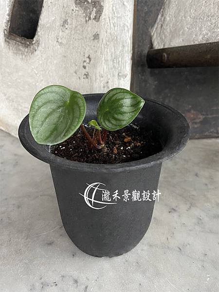 1100806-Peperomia sandersii-02.jpg