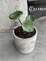 1100806-Peperomia sandersii-01.jpg