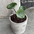 1100806-Peperomia sandersii-01.jpg