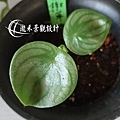 1100806-Peperomia sandersii-04.jpg