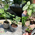 lungho-Houseplants-02.jpg