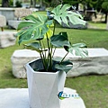 lungho-Houseplants-05.jpg