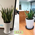 lungho-Houseplants-06.jpg