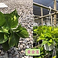 lungho-Houseplants-03.jpg